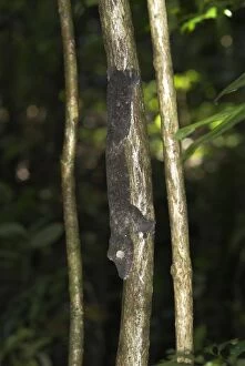 Images Dated 15th October 2006: Leaf-tailed gecko - On tree. Nosy Mangabe, Madagascar