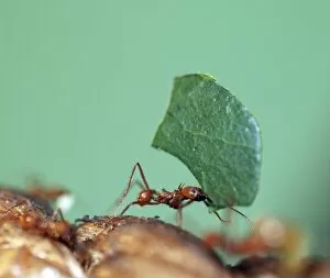 Images Dated 30th March 2010: Leafcutter Ant - carrying leaf