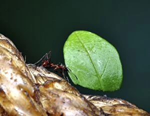 Leafcutter Ant carrying leaf fragment back to its nest