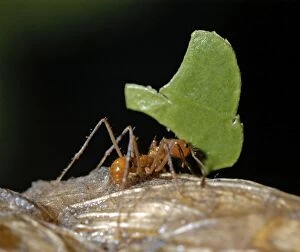 Images Dated 25th November 2005: Leafcutter Ant carrying leaf fragment back to its nest at night. Tropical America