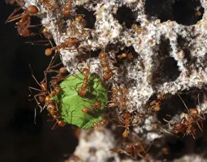 Ants Prints: Leafcutter Ants - workers carrying harvested leaf fragments to their underground fungal chamber