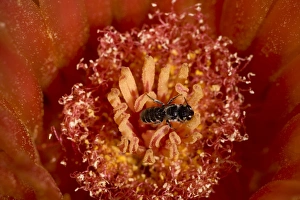 Images Dated 5th August 2006: Leafcutting Bee (Family Megachilidae) on fishhook barrel cactus blossum ( Ferocactus wislizeni)