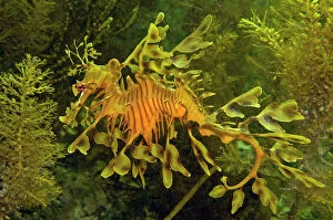 Images Dated 24th April 2008: Leafy Sea Dragon - South Australia