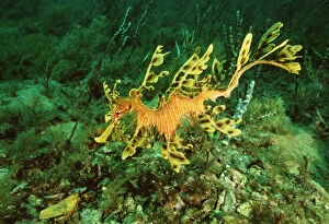 Images Dated 12th September 2006: Leafy Sea Horse / Sea Dragon Endemic to Australia waters