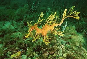 Endemic Prints: Leafy Sea Horse / Sea Dragon Endemic to Australia waters