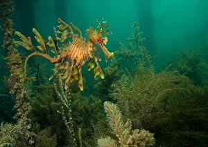Images Dated 3rd June 2007: Leafy seadragon - in algae under a petty, Wool Bay, South Australia TED00704