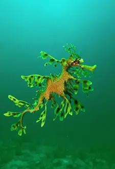 Leafy Seadragon - an example of brilliant camouflage as neither predators nor prey recognise it as a fish Rapid Bay, South Australia. SPE00169
