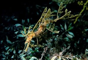 Leafy seadragon, juvenile. Is camouflaged so that predators or prey do not recognise it as fish