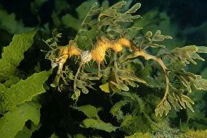 Images Dated 10th August 2007: Leafy Seadragon - juvenile with isopod parasite Nerocila sp. attached Edithburgh, Yorke Peninsula