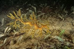 Images Dated 10th August 2007: Leafy Seadragon - juvenile, not uncommon but rarely seen due to camouflage