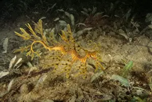 Seadragons Prints: Leafy Seadragon - juvenile, not uncommon but rarely seen due to camouflage