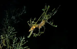 Leafy Seadragon, Phycodorus eques, a Juvenile Seadragon, Wool Bay, South Australia, Australia, Southern Ocean