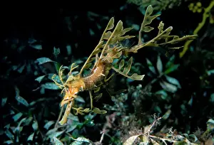 Leafy Seadragon, Phycodorus eques, a Juvenile Seadragon, Wool Bay, South Australia, Australia, Southern Ocean