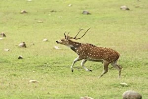 Leaping Chital stag