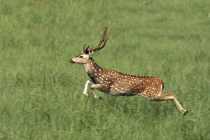 Leaping Chital Stag, Corbett National Park