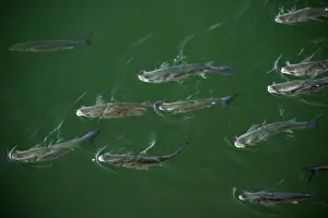 Mullet Prints: Leaping Grey Mullet - in harbour waters Costa Verde, Spain