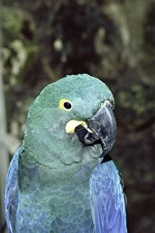 Images Dated 8th November 2010: Lears Macaw