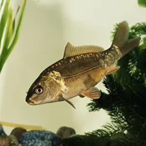 Leather Carp