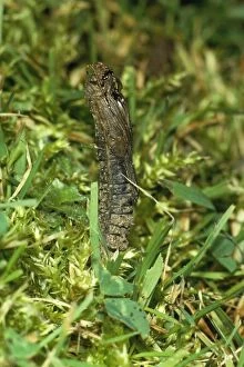 Images Dated 4th July 2007: Leather Jacket - pupal case after crane fly has hatched