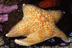 Leather Star Fish Alaska to Mexico
