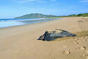 Leatherback / Leathery Turtle - on beach