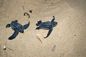 Leatherback / Leathery Turtle - young