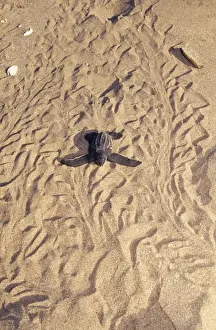 Hatchling Prints: Leatherback Turtle Costa Rica