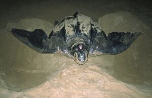 Leatherback Turtle - excavating sand for egg laying
