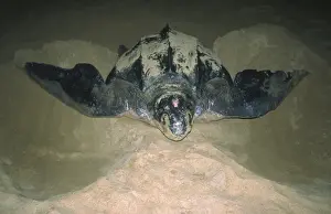 Leatherback Turtle Excavating Sand for Egglaying St Lucia