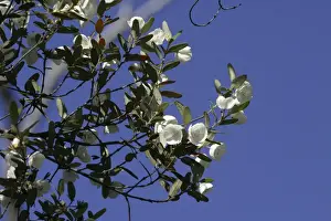 Leatherwood Mountain, Tasmania, Australia Grows in the wet forests of the West and South-west. Famous for the honey apiarists make from it. Cradle