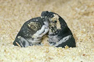 Hatchling Prints: Leathery Turtle - newborn