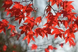 Leaf Prints: Leaves of Acer Palmatum atropurpureum. Location - A west Sussex garden in November. UK