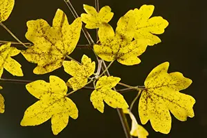 Maples Prints: Leaves of Field Maple Acer campestre in autumn, strongly-coloured; Dorset