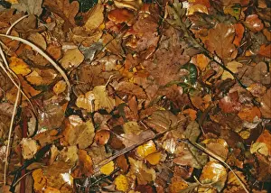 Leaf Litter Prints: Leaves Litter - Broadleaved woodland leaf