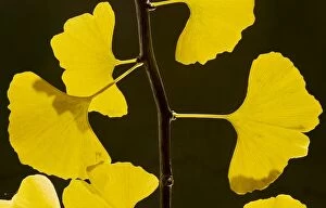 Images Dated 9th November 2008: Leaves of Maidenhair Tree Ginkgo biloba in autumn. From China, planted; Dorset