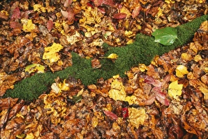 Images Dated 27th July 2004: Leaves Mossy log in autumn in rain. Cades Cove, Great Smoky National Park, Tennessee, USA