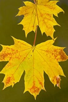Leaves Collection: Leaves of Norway Maple Acer platanoides in autumn, strongly-coloured. Dorset