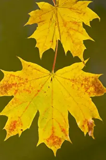 Fall Prints: Leaves of Norway Maple Acer platanoides in autumn, strongly-coloured. Dorset