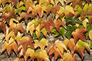Leaves showing range of autumn colours, Cotswolds, UK