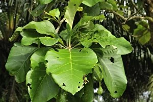 leaves of Teak tree