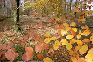 LeBall Wood - near Bodmin - Cornwall - UK