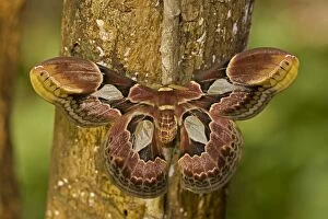 Images Dated 10th August 2011: Lebeau's Rothschildia silkmoth
