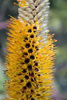 Lebombo Aloe flowers close-up - showing characteristic brown nectar. North-eastern South Africa and sothern Mozambique. Shingwedzi, Kruger National Park, South Africa