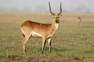 Lechwe - standing in short grass - Chobe River - Botswana