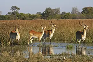Lechwe waterbuck, Moremi NP, Botswanan