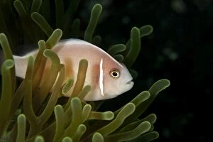 Anemone Fish Gallery: LEE-307