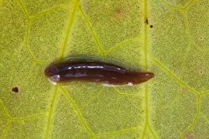 Images Dated 18th September 2010: Leech - on the underside of a lily leaf