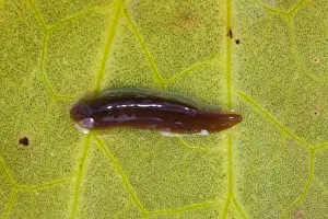 Ardea Sub Prints: Leech - on the underside of a lily leaf - Wiltshire - England - UK