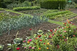 Leeks Prints: Leeks growing in Allotment / Vegetable Garden / Kitchen Garden with flowers