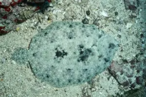 Flounders Prints: Left Eye Flounder VT 5572 Bothus mancus - Camouflage © Photographers Name ARDEA LONDON
